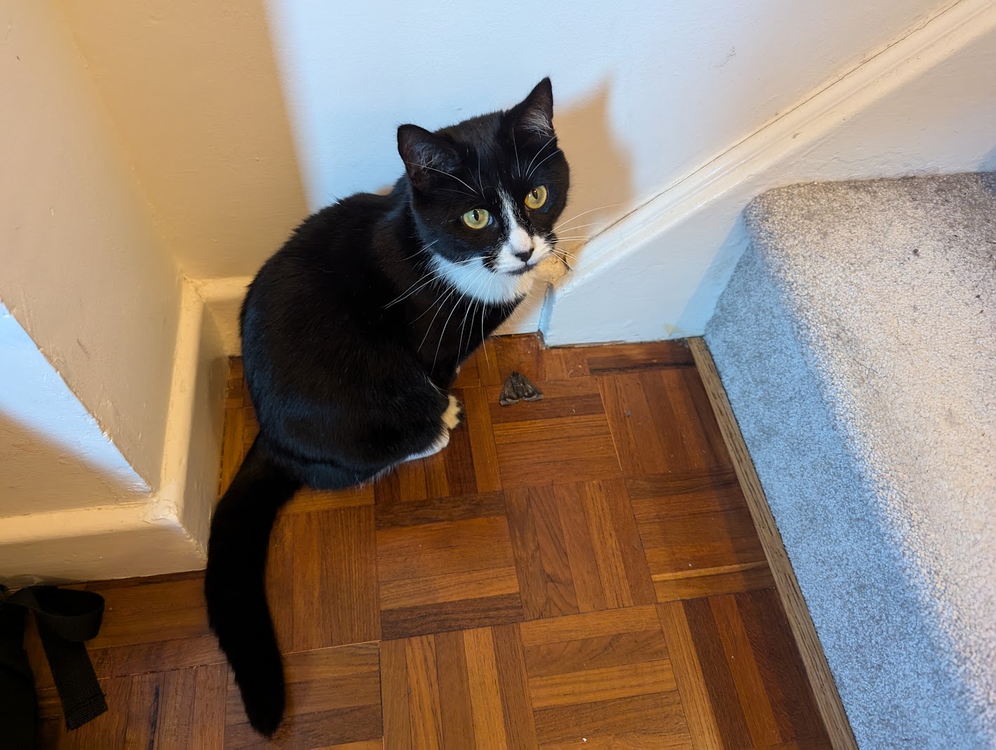 A cat, guarding a large moth